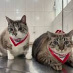 WhatsApp Image 2025-10-30 at 16.58.04 (2)