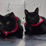 WhatsApp Image 2025-10-30 at 17.07.45