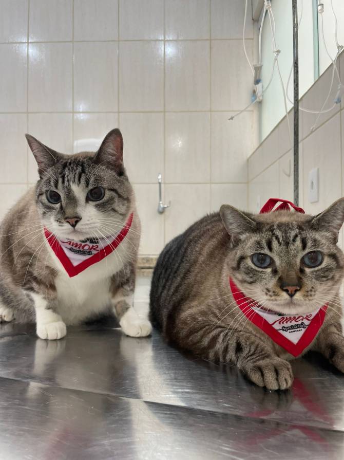 WhatsApp Image 2025-10-30 at 17.07.45 (2)